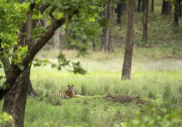 Spotted Deer